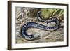 Black-And-White Worm Lizard or Speckled Worm Lizard (Amphisbaena Fuliginosa), Amphisbaenidae-null-Framed Giclee Print