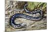 Black-And-White Worm Lizard or Speckled Worm Lizard (Amphisbaena Fuliginosa), Amphisbaenidae-null-Mounted Giclee Print