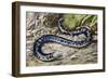 Black-And-White Worm Lizard or Speckled Worm Lizard (Amphisbaena Fuliginosa), Amphisbaenidae-null-Framed Giclee Print