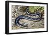 Black-And-White Worm Lizard or Speckled Worm Lizard (Amphisbaena Fuliginosa), Amphisbaenidae-null-Framed Giclee Print