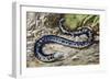 Black-And-White Worm Lizard or Speckled Worm Lizard (Amphisbaena Fuliginosa), Amphisbaenidae-null-Framed Giclee Print