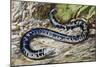 Black-And-White Worm Lizard or Speckled Worm Lizard (Amphisbaena Fuliginosa), Amphisbaenidae-null-Mounted Giclee Print