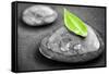 Black and White Zen Stones Submerged in Water with Color Accented Green Leaf-elenathewise-Framed Stretched Canvas