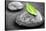 Black and White Zen Stones Submerged in Water with Color Accented Green Leaf-elenathewise-Stretched Canvas