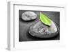 Black and White Zen Stones Submerged in Water with Color Accented Green Leaf-elenathewise-Framed Photographic Print