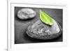 Black and White Zen Stones Submerged in Water with Color Accented Green Leaf-elenathewise-Framed Photographic Print