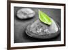 Black and White Zen Stones Submerged in Water with Color Accented Green Leaf-elenathewise-Framed Photographic Print