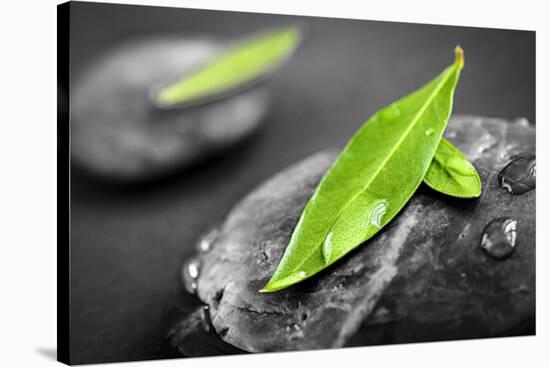 Black and White Zen Stones Submerged in Water with Color Accented Green Leaves-elenathewise-Stretched Canvas