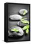 Black and White Zen Stones Submerged in Water with Color Accented Green Leaves-elenathewise-Framed Stretched Canvas