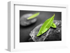 Black and White Zen Stones Submerged in Water with Color Accented Green Leaves-elenathewise-Framed Photographic Print