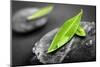 Black and White Zen Stones Submerged in Water with Color Accented Green Leaves-elenathewise-Mounted Photographic Print