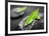 Black and White Zen Stones Submerged in Water with Color Accented Green Leaves-elenathewise-Framed Photographic Print