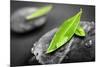 Black and White Zen Stones Submerged in Water with Color Accented Green Leaves-elenathewise-Mounted Photographic Print