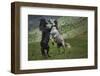 Black and White-Vedran Vidak-Framed Photographic Print