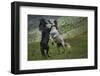 Black and White-Vedran Vidak-Framed Photographic Print