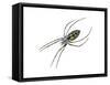 Black-And-Yellow Argiope (Argiope Aurantia), Spider, Arachnids-Encyclopaedia Britannica-Framed Stretched Canvas