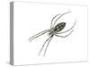 Black-And-Yellow Argiope (Argiope Aurantia), Spider, Arachnids-Encyclopaedia Britannica-Stretched Canvas