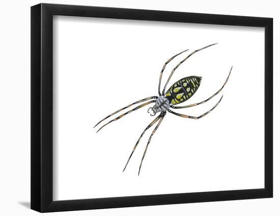 Black-And-Yellow Argiope (Argiope Aurantia), Spider, Arachnids-Encyclopaedia Britannica-Framed Poster