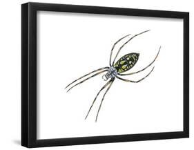 Black-And-Yellow Argiope (Argiope Aurantia), Spider, Arachnids-Encyclopaedia Britannica-Framed Poster