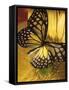 Black and Yellow Butterfly on Yellow Flower-null-Framed Stretched Canvas