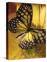 Black and Yellow Butterfly on Yellow Flower-null-Stretched Canvas