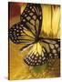 Black and Yellow Butterfly on Yellow Flower-null-Stretched Canvas