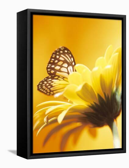 Black and Yellow Butterfly on Yellow Flower-null-Framed Stretched Canvas