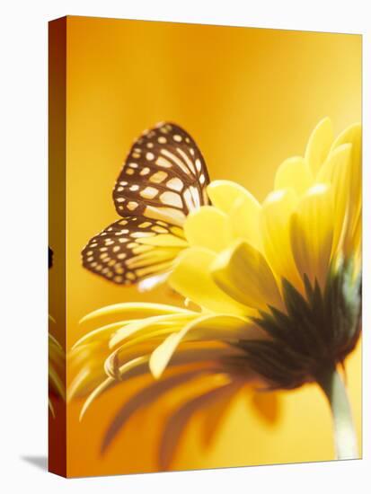 Black and Yellow Butterfly on Yellow Flower-null-Stretched Canvas