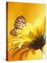 Black and Yellow Butterfly on Yellow Flower-null-Stretched Canvas