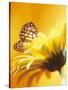 Black and Yellow Butterfly on Yellow Flower-null-Stretched Canvas