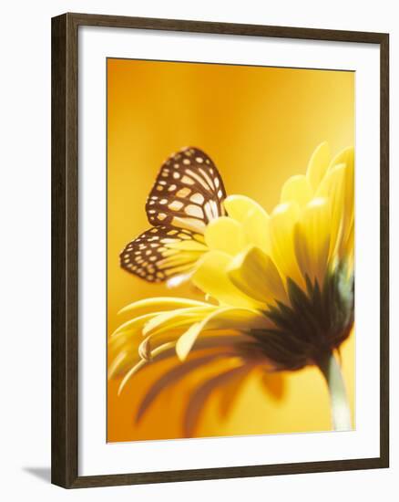 Black and Yellow Butterfly on Yellow Flower-null-Framed Photographic Print