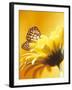 Black and Yellow Butterfly on Yellow Flower-null-Framed Photographic Print