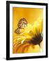 Black and Yellow Butterfly on Yellow Flower-null-Framed Photographic Print