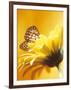 Black and Yellow Butterfly on Yellow Flower-null-Framed Photographic Print