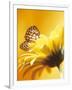 Black and Yellow Butterfly on Yellow Flower-null-Framed Photographic Print