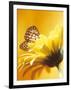 Black and Yellow Butterfly on Yellow Flower-null-Framed Photographic Print