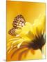 Black and Yellow Butterfly on Yellow Flower-null-Mounted Photographic Print