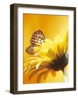 Black and Yellow Butterfly on Yellow Flower-null-Framed Photographic Print