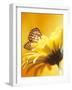 Black and Yellow Butterfly on Yellow Flower-null-Framed Photographic Print