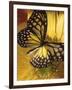 Black and Yellow Butterfly on Yellow Flower-null-Framed Photographic Print