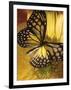 Black and Yellow Butterfly on Yellow Flower-null-Framed Photographic Print