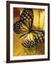 Black and Yellow Butterfly on Yellow Flower-null-Framed Photographic Print