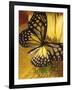 Black and Yellow Butterfly on Yellow Flower-null-Framed Photographic Print