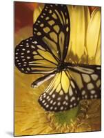 Black and Yellow Butterfly on Yellow Flower-null-Mounted Photographic Print