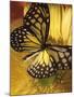 Black and Yellow Butterfly on Yellow Flower-null-Mounted Photographic Print