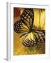 Black and Yellow Butterfly on Yellow Flower-null-Framed Photographic Print