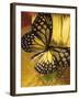 Black and Yellow Butterfly on Yellow Flower-null-Framed Photographic Print