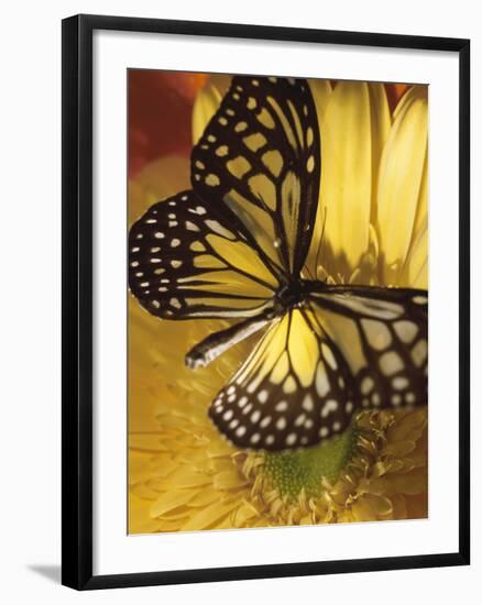 Black and Yellow Butterfly on Yellow Flower-null-Framed Photographic Print