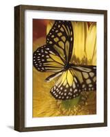 Black and Yellow Butterfly on Yellow Flower-null-Framed Photographic Print