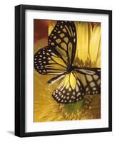 Black and Yellow Butterfly on Yellow Flower-null-Framed Photographic Print